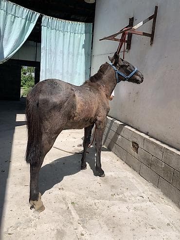 александрийский попугай: Продаю | Жеребенок — 2