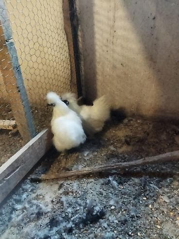 шагыл сокулук: На продажу шёлковые кур петух — 3