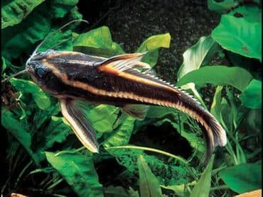 продаю рыбы: Продам двух взрослых полосатых платидорасав Платидорас — это вид — 2