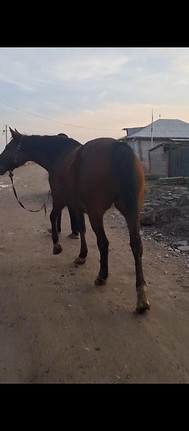 обмен на лошадь: Продаю | Кобыла (самка) | Английская | Для разведения, Конный спорт | Племенные, Мерин — 3