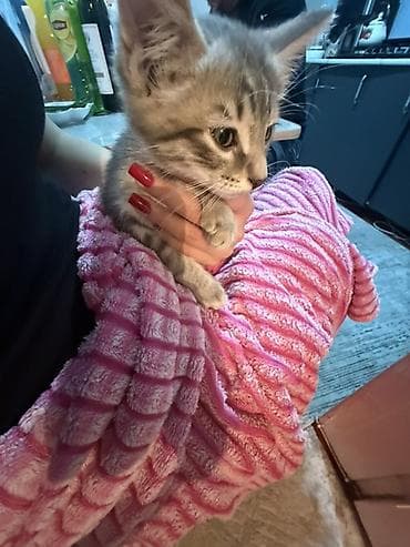 Отдам даром кошку: Котёнок, три месяца к лотку приучен ! 
Отец мейнкун, мать британка — 1