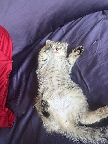 собаки кошки: Очаровательный полосатый котёнок - Окрас: серо-бежевый табби с — 4