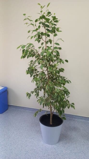 декоративные саженцы: Фикус Бенджамина, крупный комнатный экземпляр в кашпо — 5