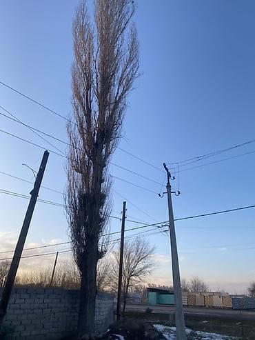 Бакча эмереги: Продам дерево (пирамидальная форма тополь). Высокое, стройное, с — 2