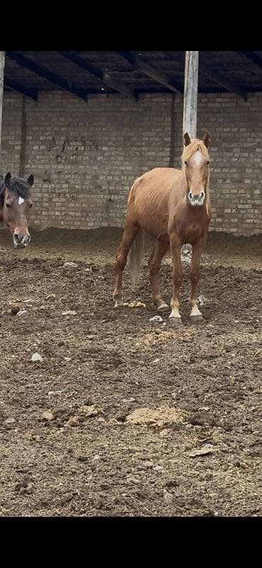 ящик пчела: Продаю | Кобыла (самка) | Для разведения | Племенные — 2