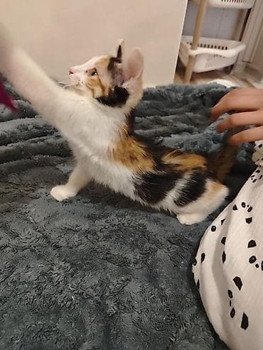 где продают котят: 3 месяца, Девочка — 7