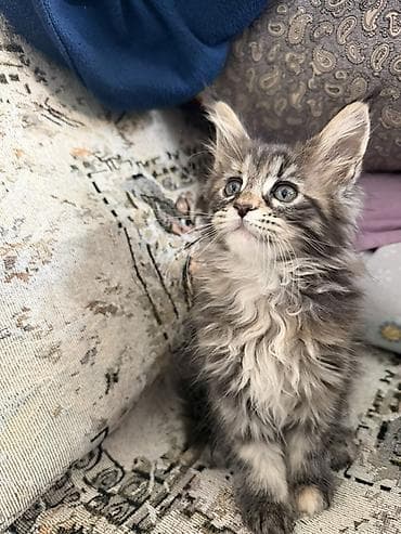 продажа кормов для сельскохозяйственных животных: Котята породы мейн-кун. 1девочка и 3мальчика. 2месяца. К лотку — 3