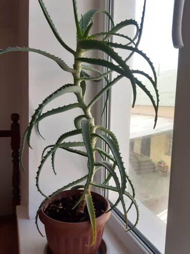 офисный мебель бу: Продам алоэ 3г по 700с — 2