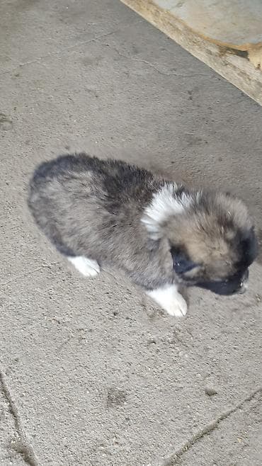 акита щенок: Кобельки в добрые руки. Родились 31 Декабря. Проглистогонены. Игривые — 3