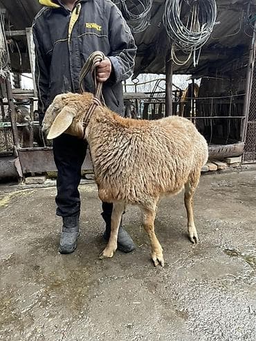 полша ат: Продаю | Баран (самец) | Арашан | На забой, Для разведения — 4