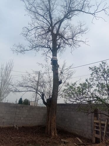 цены на строительные работы в бишкеке 2022: Услуги арбориста обследование дерева и экспертная оценка его — 6