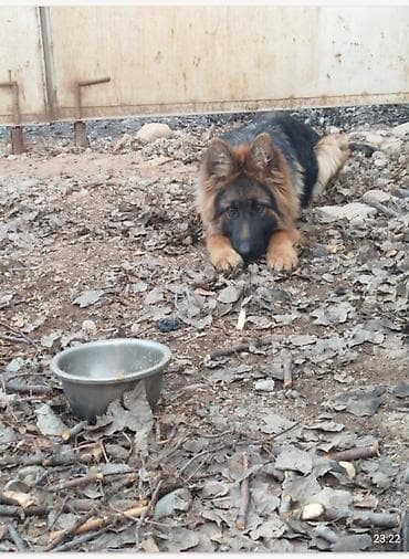 Немис овчаркасы, 1 жаш, Ургаачы, Эмделген — 2