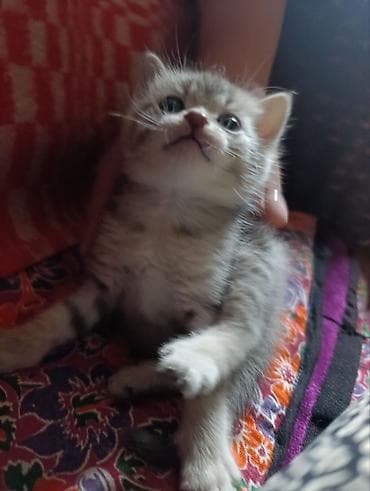 три кота: Беспородная, 1 месяц, Девочка, Приучена к лотку — 2