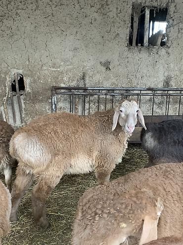 баран живой: Продаю | Баран (самец) — 1