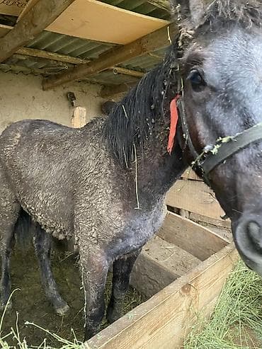 Продаю | Жеребец | Рабочий at lalafo.kg Продаю | Жеребец | Рабочий