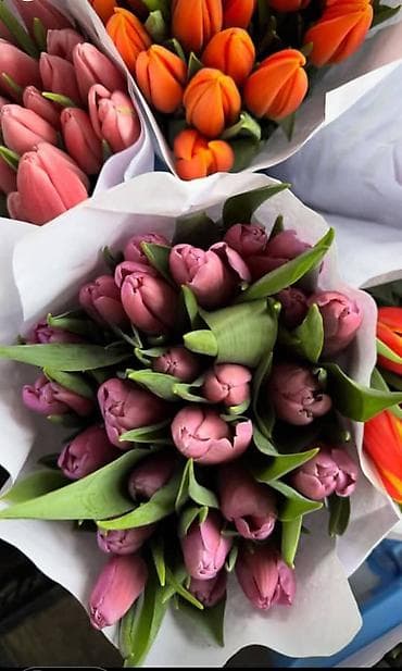 морковь оптом: 🌷 ТАКОЙ ЦЕНЫ В КЫРГЫЗСТАНЕ НЕТ 🌷 Голландские тюльпаны — 65 сом оптом — 6