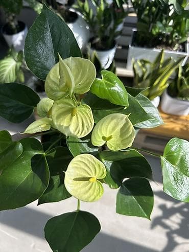 Антуриум (Anthurium) с кремово‑лаймовыми покрывалами - Компактный