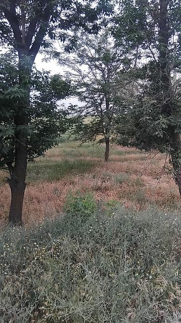 Недвижимость: 129 соток — 6
