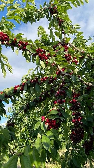 корейский апалупка: Продаю черешню Плоды крупные сладкие При заказе собираем с деревьев — 2