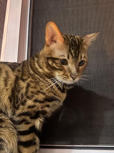 племенной: Вязка кота — чистокровный бенгал Предлагается племенной бенгальский — 5