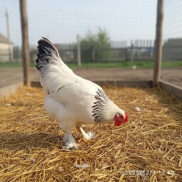 продажа домашних животных: Продаю | Петух, Куры | Брама | Для разведения — 1