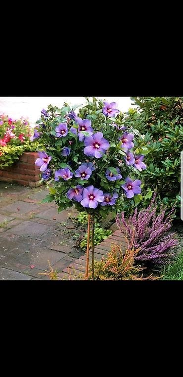 Семена и саженцы: Продаю саженцы. Сирийские розы — 1