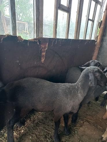 парода уйлар: Продаю | Ягненок, Баран (самец) | На забой | Кастрированные — 2