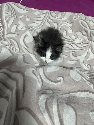 племенные коровы: Хочу отдать котёнка в надёжные руки котёнку около полтора месяца — 6
