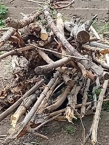 алинур классик: Продам дрова. есть три дерева два огромных карагача и груша Суку лук — 9