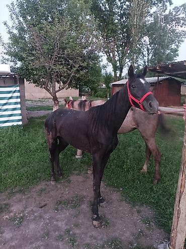 Айыл-чарба жаныбарлары: Сатам | Бээ (ургаачы) | Көбөйтүү үчүн — 3