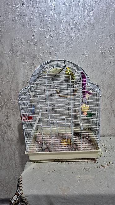 жердочка для волнистого попугая: Попугайчики волнистые + клетка и аксессуары - Пара волнистых попугаев — 7