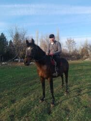 Шкафы для трансформатора: Продаю | Жеребец | Английская | Конный спорт — 14