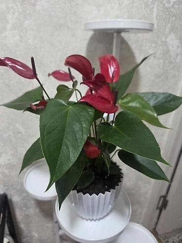 Бөлмө өсүмдүктөрү: Антуриум в декоративном горшке - Эффектное комнатное растение с — 1