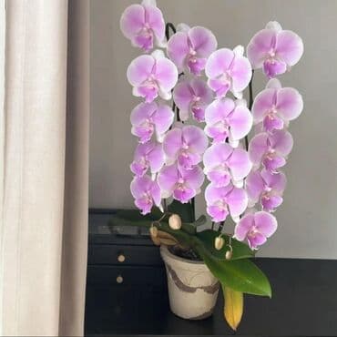 инструмент для огорода: Орхидеи фаленопсис — коллекционные сорта с эффектной окраской цветов — 13