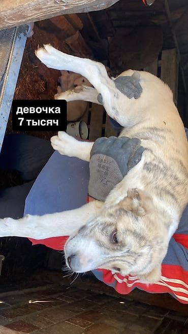 Другие животные: Щенки Алабай. Привитые, игривые. 
Цена на фото — 3