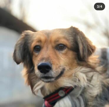 питомники собак бишкек: Ищет дом замечательный мальчишка, молодой-1 год, привит, от паразитов — 2