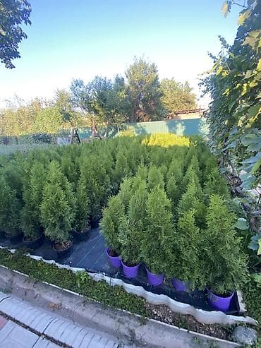бизнем: 🌲 Туи в наличии! 🌲 Ищете красивые вечнозеленые деревья для дома, дачи — 1