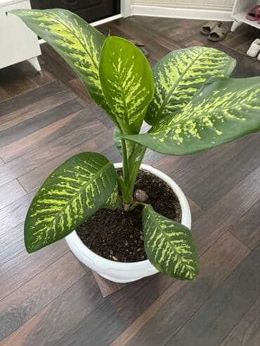 ножницы для сада: Дифенбахия (Dieffenbachia) в декоративном пластиковом кашпо с — 2