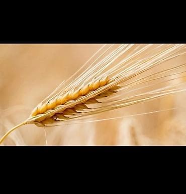 Продаю ячмень в розницу и оптом, находимся в начале Новопокровки возле at lalafo.kg Продаю ячмень в розницу и оптом, находимся в начале Новопокровки возле