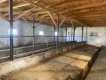 сдаю дом без хозяин: Сдается помещение 1500тыс КВ м имеются 3 сарая 1навес 1конюшня — 3