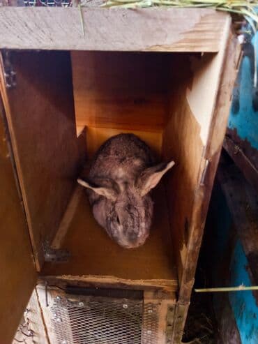 Зоотовары: Продаю кролиха два кролихи и один крол прошу по 1800 ступлю реальному — 4
