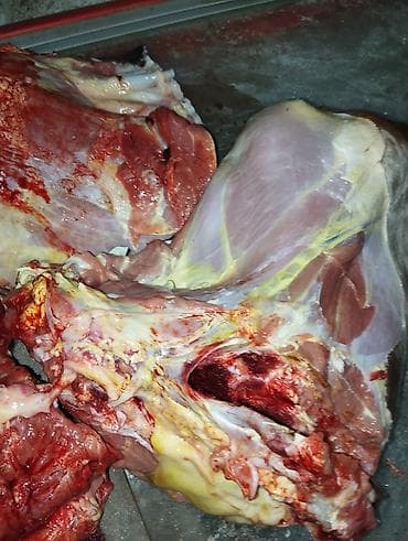 машинка для стрижки собак: Мясо говядина для собак свежее, Замороженное Без запаха В пакетах — 2