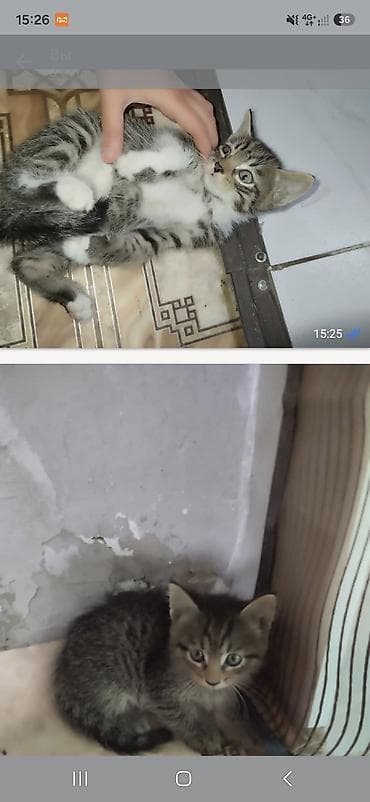 манчкин коты: Котята в добрые руки. - Милые полосатые тигрята, классический — 3