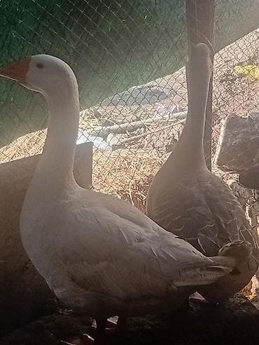 сколько стоит ягнёнок: Гусь — 1