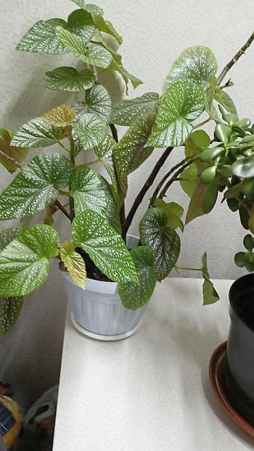 пеларгони: Комнатные растения в горшках - Пеларгония (герань) — несколько — 9