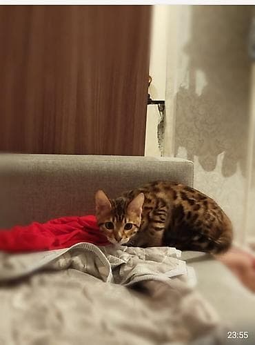 Бенгальская, 6 месяцев, Девочка, Приучена к лотку