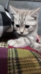 кошка рэгдолл цена: Скотиш Фолд (Шотландиялык шалпаң кулак), 2 айлык, Эркек, Лотокко барууга үйрөтүлгөн, Курттардан тазаланган — 1