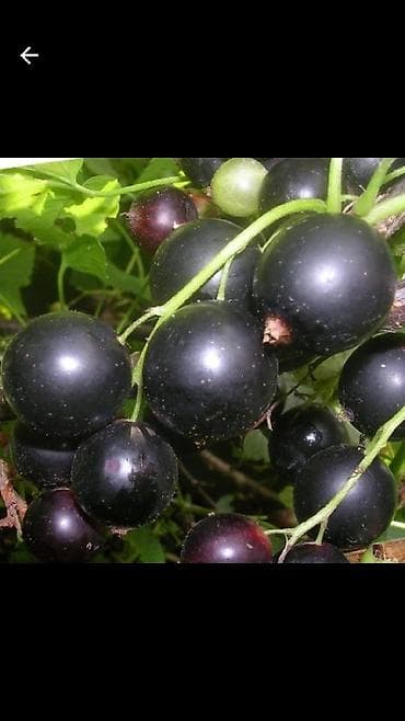 продам клубнику: Продаём саженцы смородины алтайский местный .(обмен есть рассмотрим — 4