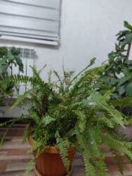 Папоротники