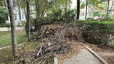 Дрова Самовывоз